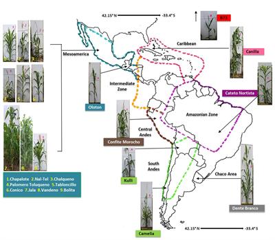 Conservation and diversity of the pollen microbiome of Pan-American maize using PacBio and MiSeq